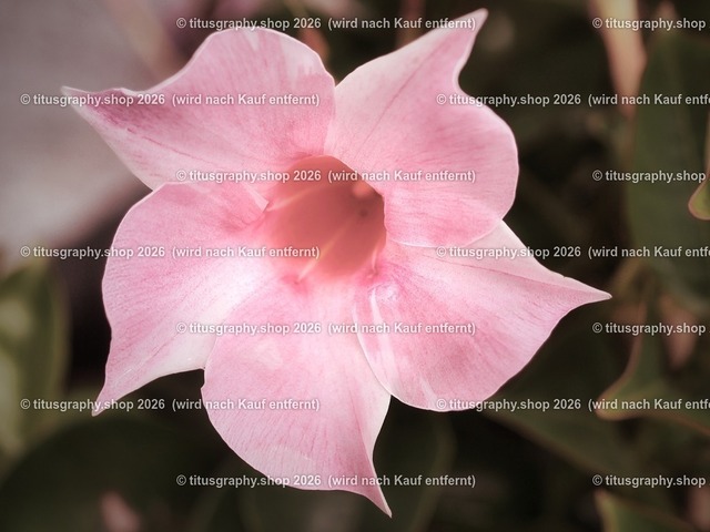 titusgraphy-P6100542_var-165 | Fotokunstarbeit aus der INSTAGRAM-Gallerie auf titusgraphy.eu - Realisiert mit Pictrs.com