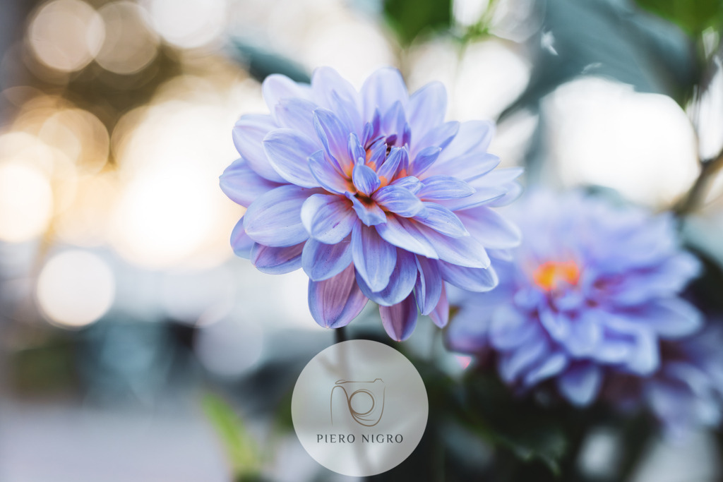 Dahlie in Purpur - Wallart | Naturfotografie | DE: Entdecke unsere neue atemberaubende Kunstfotografie "Dahlie in Purpur". Getragen von einer malerischen Hintergrundunschärfe mit ansprechendem Bokeh, entfaltet dieses Bild eine faszinierende Tiefe und verleiht dem Motiv eine sinnliche Lebendigkeit. Die [Farbpalette] mit tiefem Weinrot, Ebenholz, Puder Blau und Leder beige schafft eine harmonische Balance, die das Auge verführt und die Sinne anspricht.

Die Dahlie in Purpur, eingebettet in diese Farbpracht, fängt die Schönheit der Natur ein und bringt sie in deine Räume. Die warmen Weinrottöne verleihen jedem Raum eine gemütliche Atmosphäre, während das Bokeh eine zauberhafte Note hinzufügt. Dieses Kunstwerk ist nicht nur eine visuelle Bereicherung, sondern auch ein Gesprächsstück, das Gäste verzaubert.

Die Natur-inspirierte "Dahlie in Purpur" eignet sich perfekt als Blickfang in Wohnräumen, Schlafzimmern oder einem stilvollen Büro. Ihre Verbindung mit den Farben der Natur schafft eine Verbindung zu den elementaren Kräften der Umgebung. Tauche ein in die Welt der Farben und Formen mit "Dahlie in Purpur". Verleihe deinem Zuhause einen Hauch von Eleganz und lasse dich von der Schönheit dieser Kunstfotografie inspirieren. Ein absolutes Must-Have für Kunstliebhaber und diejenigen, die ihr Zuhause mit Stil gestalten möchten.

EN: Discover our new breathtaking art photography "Dahlia in purple". Carried by a picturesque background blur with appealing bokeh, this image unfolds a fascinating depth and gives the motif a sensual liveliness. The [color palette] of deep wine red, ebony, powder blue and beige leather creates a harmonious balance that seduces the eye and appeals to the senses.

The dahlia in purple, embedded in this splendor of color, captures the beauty of nature and brings it into your rooms. The warm wine red tones add a cozy atmosphere to any room, while the bokeh adds an enchanting touch. This piece of art is not only a visual enhancement, but also a conversation piece that will enchant guests.

The nature-inspired "Dahlia in Purple" is perfect as an eye-catcher in living rooms, bedrooms or a stylish office. Its connection with the colors of nature creates a link to the elemental forces of the environment. Immerse yourself in the world of colors and shapes with "Dahlia in Purple". Add a touch of elegance to your home and be inspired by the beauty of this art photography. An absolute must-have for art lovers and those who want to design their home with style. - Realisiert mit Pictrs.com