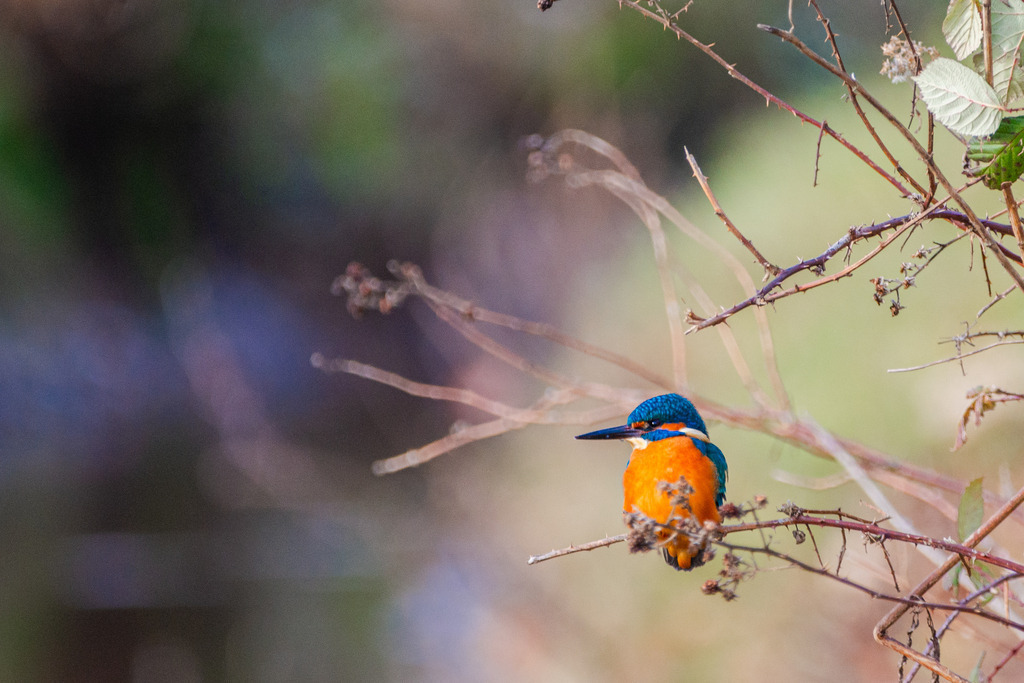 Eisvogel | <div id="allefotografen-seal-verified-green"></div><script src="https://www.allefotografen.de/956728/seal-verified-green/seal.js" async="async"></script> - Realisiert mit Pictrs.com