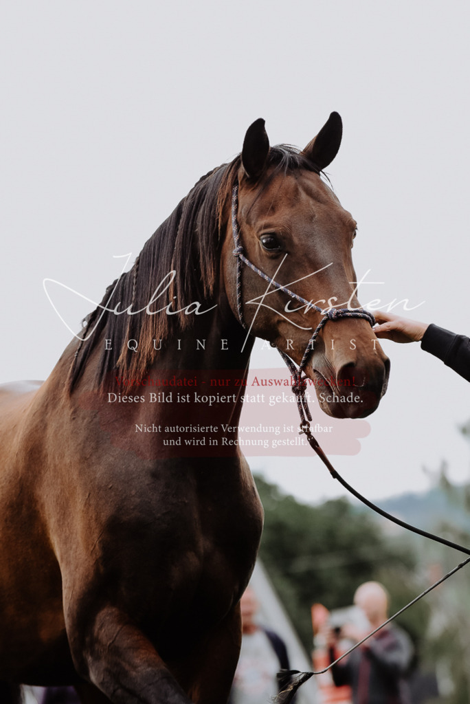 DSC_3944 | Pferde- und Turnierfotografie in Westsachsen. Pferdeportraits, Auftragszeichnungen und intuitive Kunst.