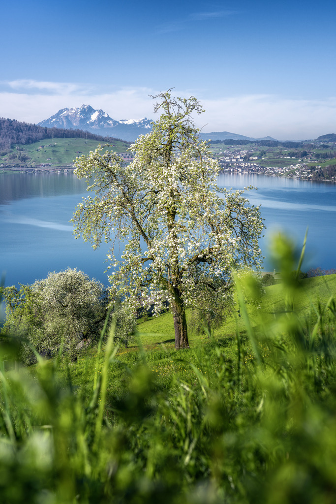 Zugersee im Frühling | Mit Pilatus im Hintergrund und Kirschblütenbaum im Vordergrund - Realisiert mit Pictrs.com