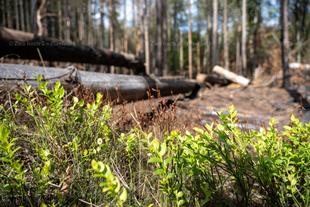 Fremdenweg_nahe_Katzenstein_Wald_Baumstamm_Kraut | 2022-08-30_Waldbrandgebiete_1 - Realisiert mit Pictrs.com