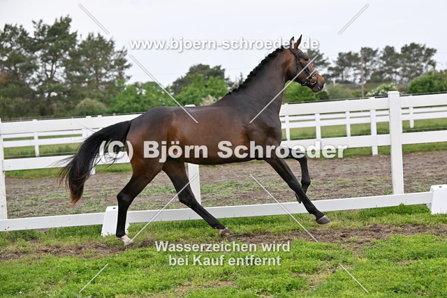 08_Escarina B  von Escolar - Fürstenball_755_2625 | Björn Schroeder Pferdefotografie