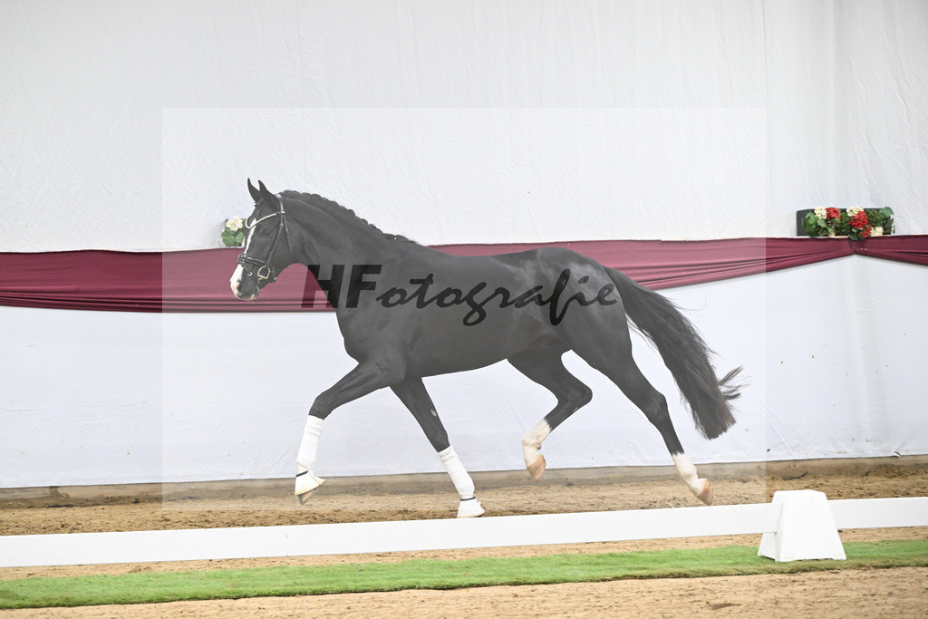 Kat-Nr. 130 Don Romance x Christ_Corinna Raedecke_47254112 | hf-fotografie - Realisiert mit Pictrs.com