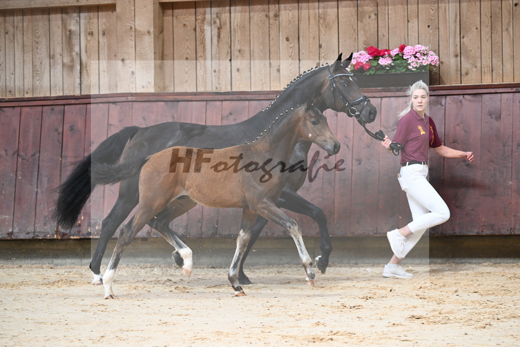 Kat-Nr. 3 HF Shu Fu_Sepp_26230035 | hf-fotografie - Realisiert mit Pictrs.com