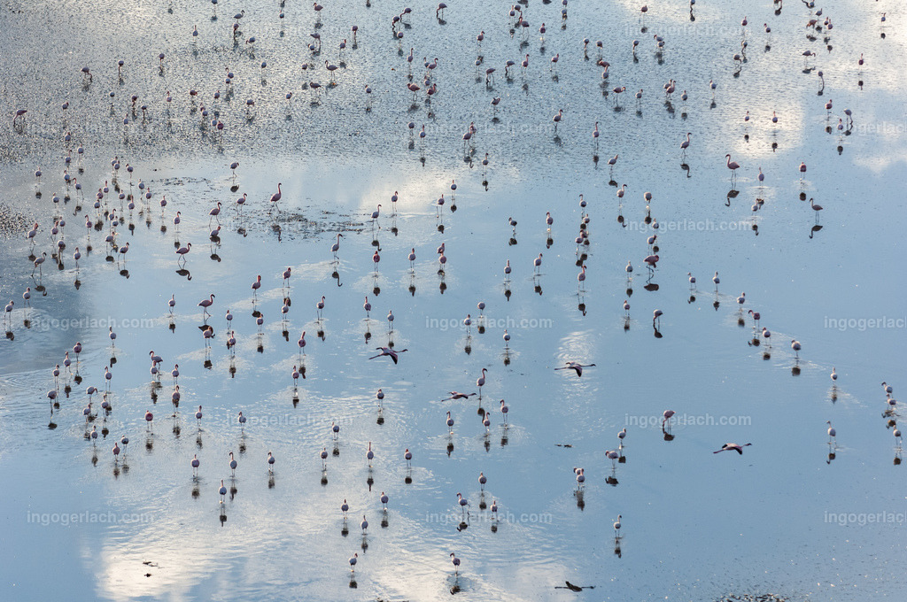 Flamingo Symphonie | Ingo Gerlach