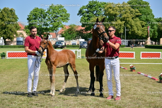 021_Un Capitole - Landrebell_822_2388 | Björn Schroeder Pferdefotografie