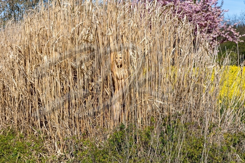 NatureArt-SCHILF_5027a | Anmut im Schilf | #008 | Modell: Tatjana Heinz | Foto: Andreas P. - Realisiert mit Pictrs.com