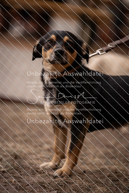 LR262_SD_01660 | saradresslerfotografie - Realisiert mit Pictrs.com