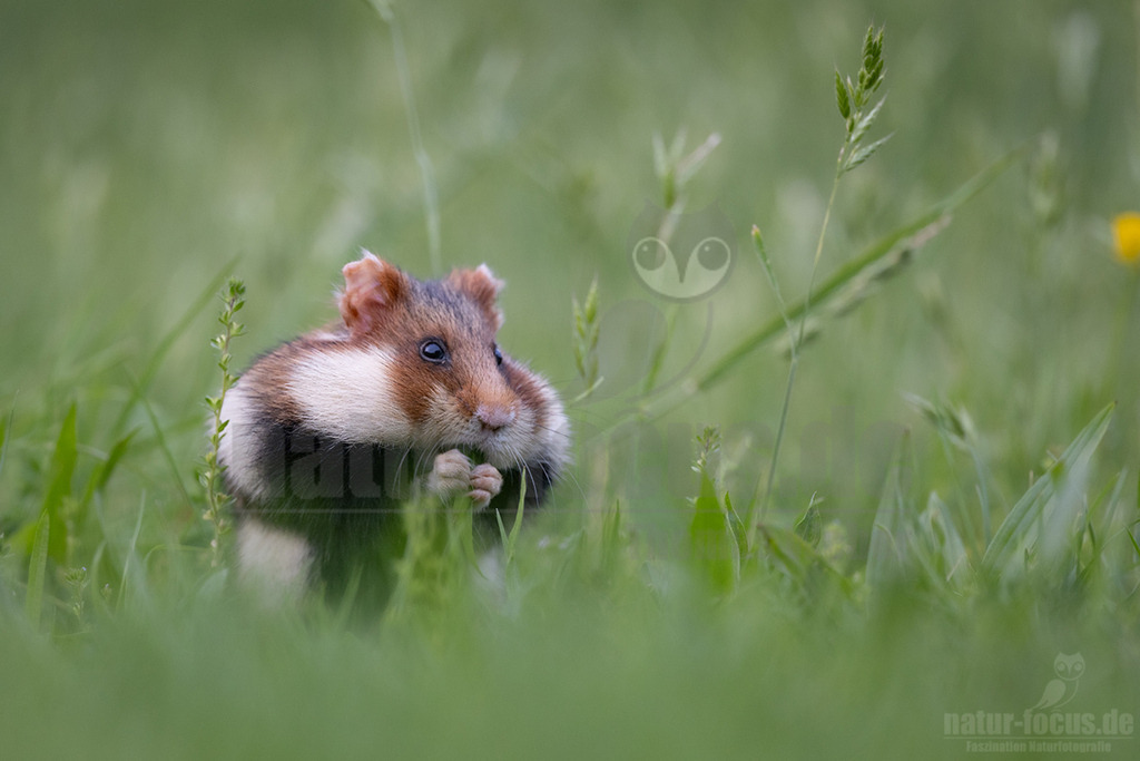 R5NF6103_20240511 | Der Feldhamster (Cricetus cricetus) ist die einzige Art der Gattung Hamster in Europa und etwa so groß wie ein Meerschweinchen. Er legt einen weit verzweigten Bau unter dem Acker an. Der hübsche Nager ernährt sich von Getreide und anderen Feldfrüchten und hält von circa Oktober bis April einen festen Winterschlaf. - Realisiert mit Pictrs.com