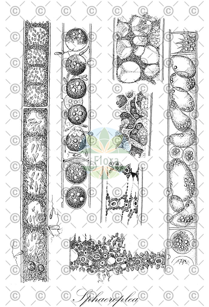 HistAbb_EMP_7501527_1_SIMPLE | Historische Abbildung von Sphaeroplea - Sphaeropleaceae (0) | Historical Illustration of Sphaeroplea - Sphaeropleaceae (0)