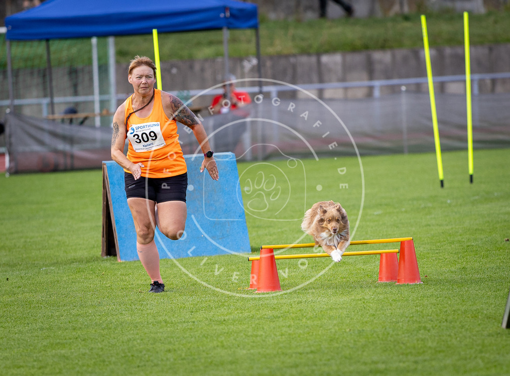 Pfotenfotografie_DV3A3263 | Hundefotografie, Tierfotograf, Pfotenfotografie, Fotoshooting Hund, Hunde Portrait, Hundesport, Hundeportraits, Heideshooting, Hunde, Sportfotograf, Hundefotograf, Turnierhundsport, THS,  - Realisiert mit Pictrs.com