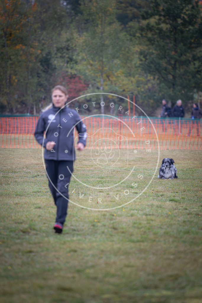 Pfotenfotografie_DV3A9438 | Hundefotografie, Tierfotograf, Pfotenfotografie, Fotoshooting Hund, Hunde Portrait, Hundesport, Hundeportraits, Heideshooting, Hunde, Sportfotograf, Hundefotograf, Turnierhundsport, THS,  - Realisiert mit Pictrs.com
