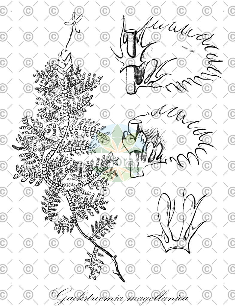 HistAbb_EMP_91048_SRC_Schlechtendal_FLORAD_SIMPLE | Historische Abbildung von Gackstroemia magellanica - Lepidolaenaceae | Historical Illustration of Gackstroemia magellanica - Lepidolaenaceae