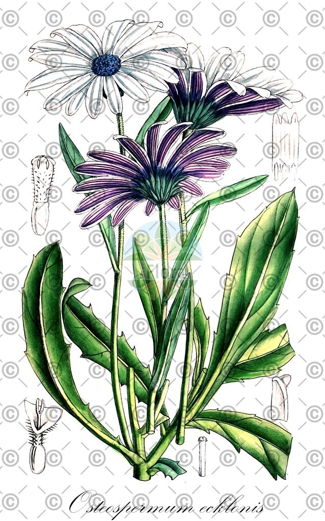 HistAbb_wfo-0000817334_1_ENZY_Simple | Historische Abbildung von Osteospermum ecklonis - Asteraceae | Historical Illustration of Osteospermum ecklonis - Asteraceae