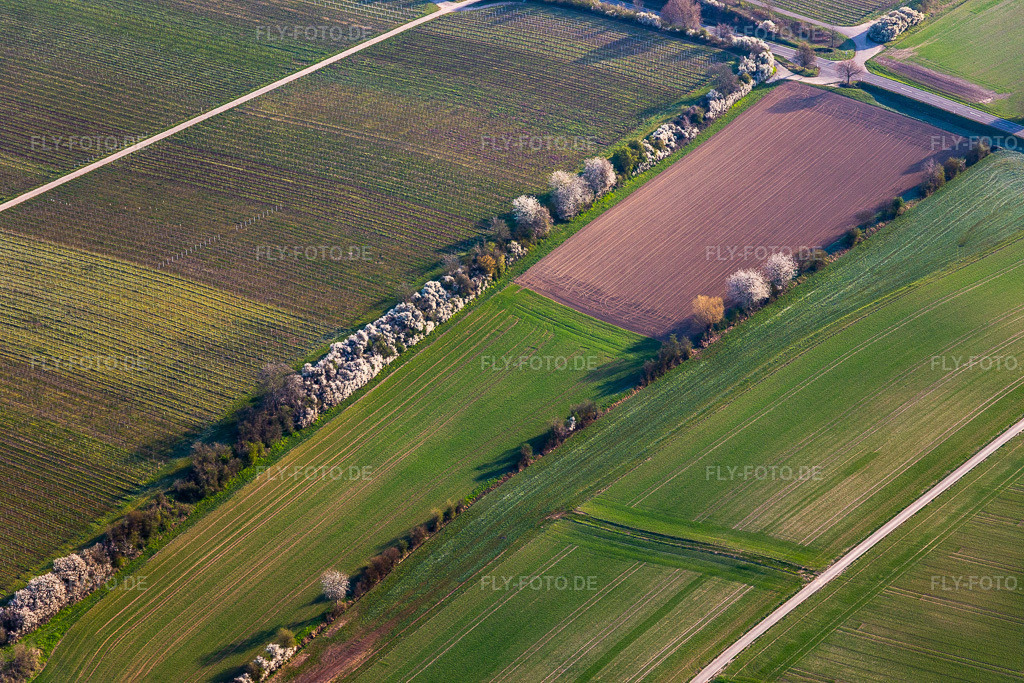 Luftbild: Riedgraben mit Frühjahrsblühern in Essingen im Bundesland Rheinland-Pfalz in Deutschland. Foto: IMG_126365.jpg vom 04.04.2021 durch Werner Riehm/FLY-FOTO.de
