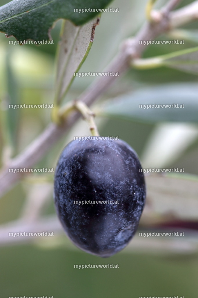 Olivenbaum-010 | Das Bilderarchiv über Tiere, Planzen und Landschaften. In der Bilddatenbank finden Sie ein große Auswahl an hochwertigen Bilder für Ihre Werbung - Realized with Pictrs.com