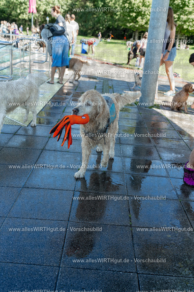 Hundeschwimmen_Volksbad_2026-allesWIRTHgut_Tierfotografie-2609061302-121214-7R500419 | Professionelle Tierfotografie in Mönchengladbach von Daniel Wirth (allesWIRTHgut). Liebevolle & natürliche Bilder von Hunden & Katzen für unvergessliche Erinnerungen.