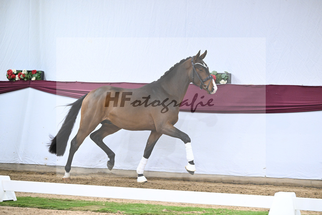 Kat-Nr. 136 Va Bene x Topas_Dr. Dieter Schuele_47254687 | hf-fotografie - Realisiert mit Pictrs.com