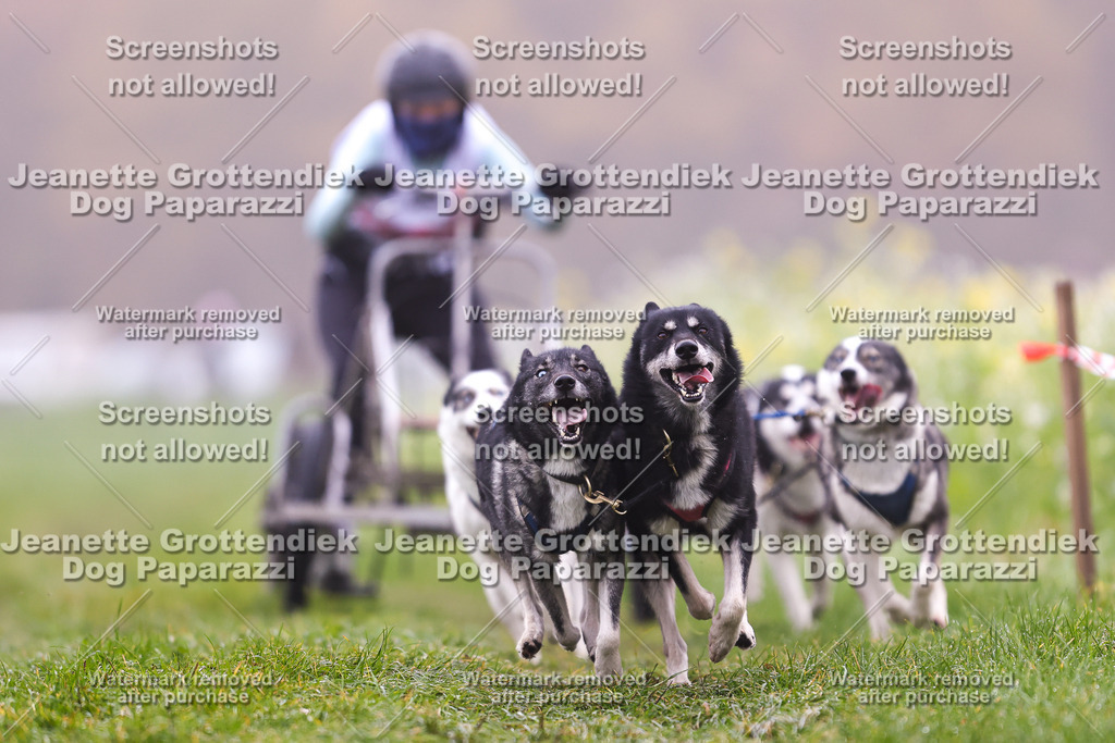 Dog Paparazzi - Visbeck 25 -37 | Dog Paparazzi Jeanette Grottendiek Fotografie & Videografie - Realisiert mit Pictrs.com