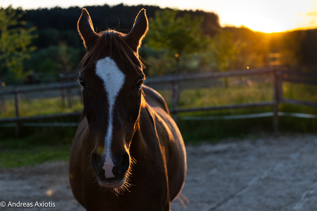 AX5_9215 | axipics - Realisiert mit Pictrs.com