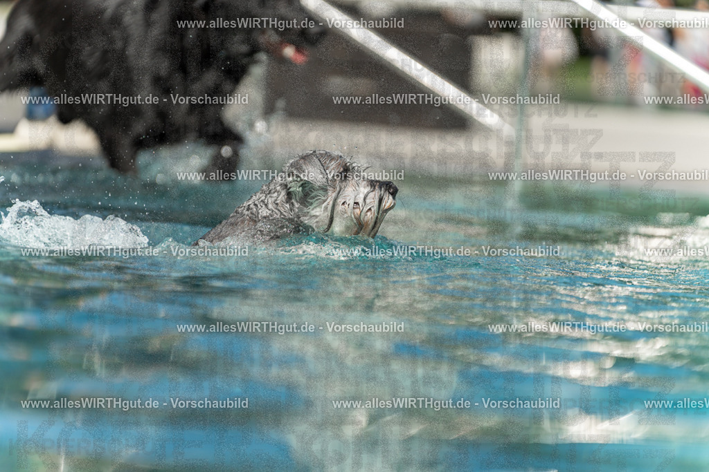 Hundeschwimmen_Volksbad_2026-allesWIRTHgut_Tierfotografie-2609061518-7R501413 | Professionelle Tierfotografie in Mönchengladbach von Daniel Wirth (allesWIRTHgut). Liebevolle & natürliche Bilder von Hunden & Katzen für unvergessliche Erinnerungen.
