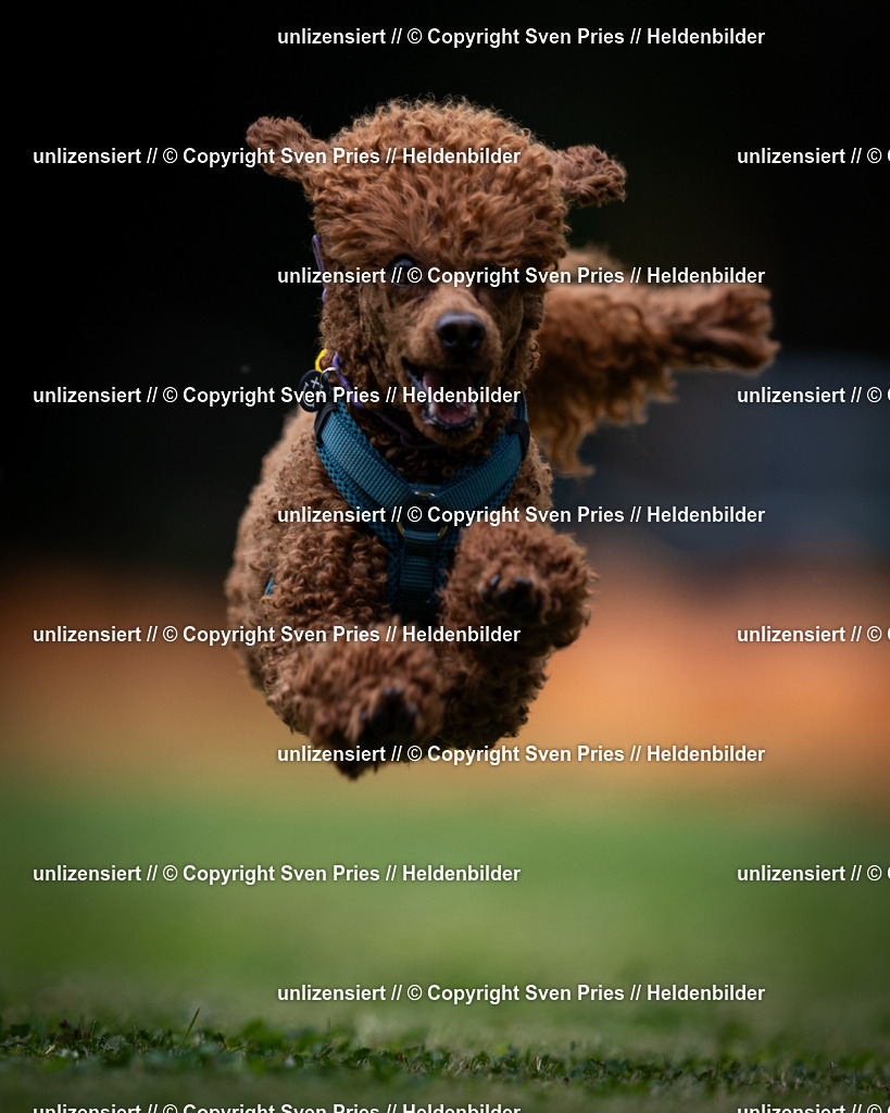 Sven Pries | 19. Allgemeines Hunderennen Karlsruhe Durlach - Realisiert mit Pictrs.com