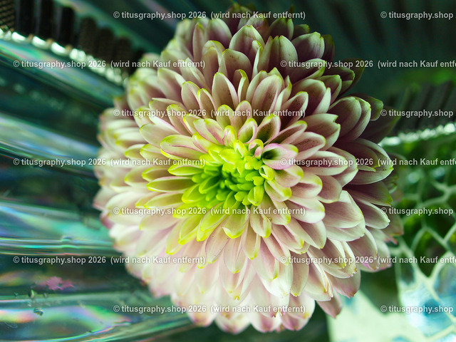 titusgraphy_P7098920-vz-ln | OLYMPUS DIGITAL CAMERA - Realisiert mit Pictrs.com