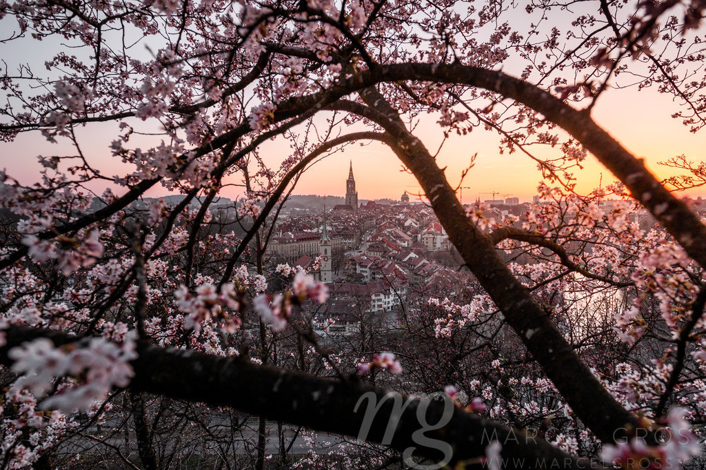 cherry blossom in front of the oldtown of Bern | Die ideale Geschenkidee für Naturliebhaber. Naturbilder von Marcel Gross Photography für ihr Zuhause in den verschiedensten Formaten und Materialien. - Realisiert mit Pictrs.com