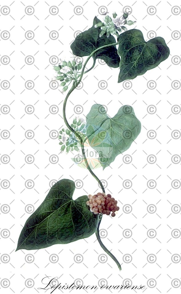 HistAbb_wfo-0000226134_1_ENZY_Simple | Historische Abbildung von Lepistemon owariense - Convolvulaceae | Historical Illustration of Lepistemon owariense - Convolvulaceae