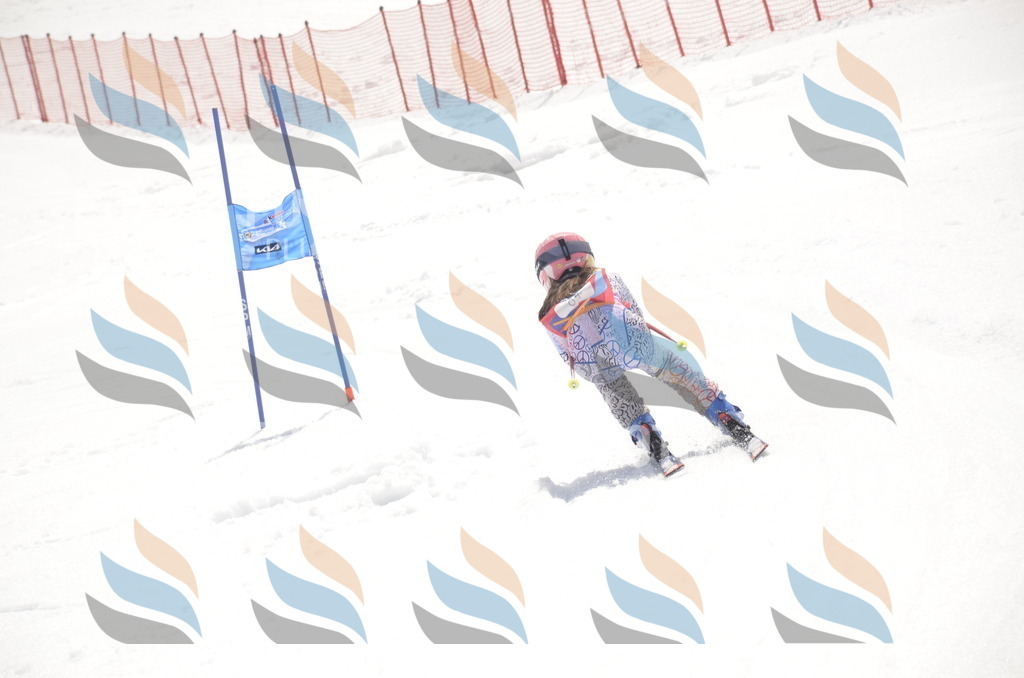 _ELE9234 | holidayphoto