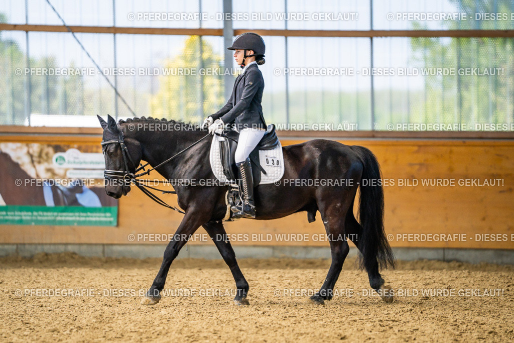 DSC02690 | Pferdegrafie