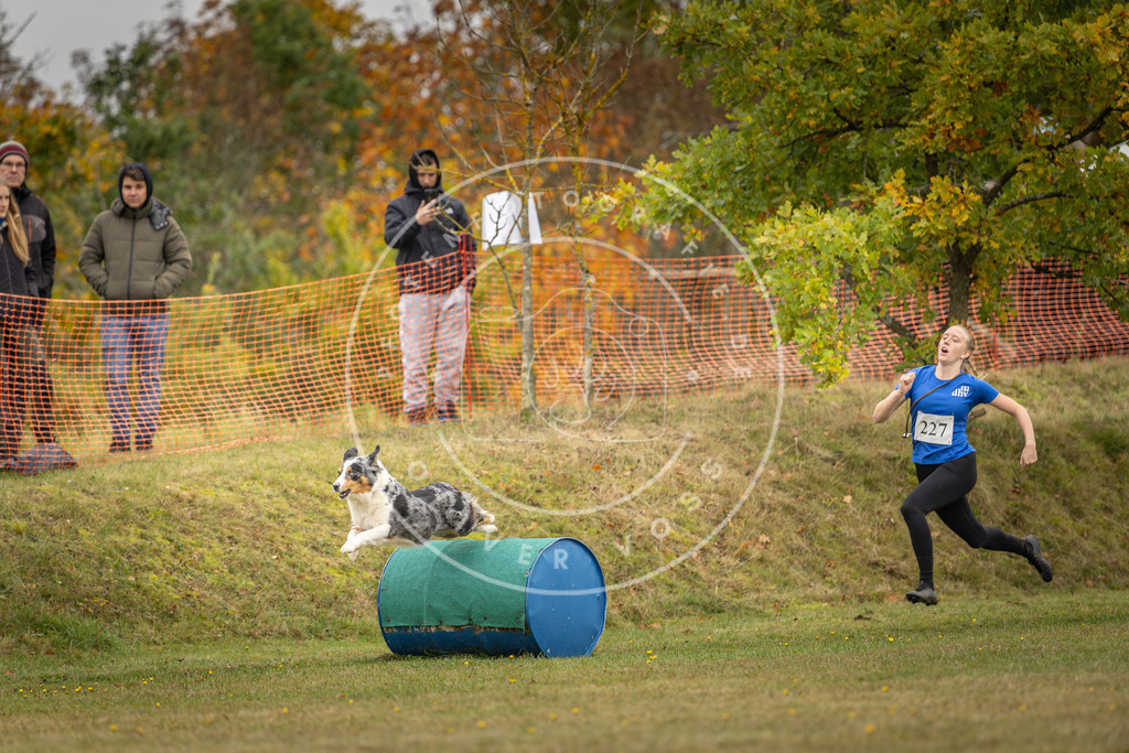 Pfotenfotografie_DV3A4647 | Hundefotografie, Tierfotograf, Pfotenfotografie, Fotoshooting Hund, Hunde Portrait, Hundesport, Hundeportraits, Heideshooting, Hunde, Sportfotograf, Hundefotograf, Turnierhundsport, THS,  - Realisiert mit Pictrs.com