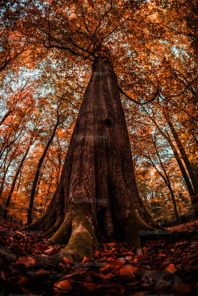 Der Gigant | Eine imposante Buche im Herbstwald. - Realisiert mit Pictrs.com