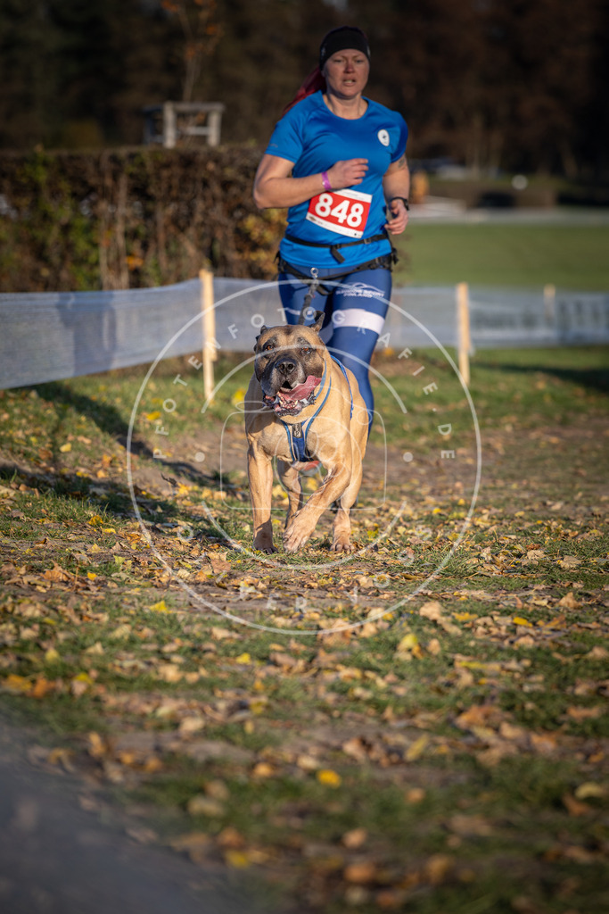 CaniXpix_DV3A3842 | Hundefotografie, Tierfotograf, Pfotenfotografie, Fotoshooting Hund, Hunde Portrait, Hundesport, Hundeportraits, Heideshooting, Hunde, Sportfotograf, Hundefotograf, Turnierhundsport, THS,  - Realisiert mit Pictrs.com