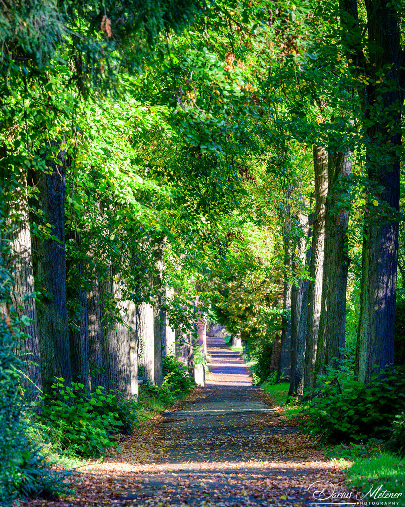 Der alte Hauptfriedhof in Mainz | Der alte Hauptfriedhof in Mainz