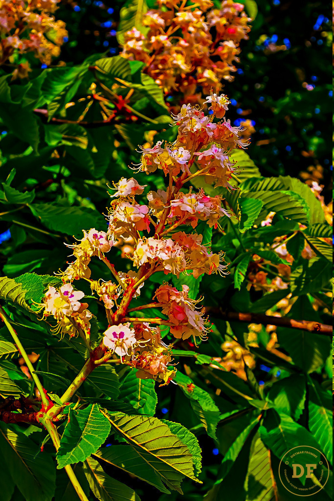 8.GG-Kastanienblüten-orange- | Geschenke, Wandbilder und Accessoires mit Motiven aus Dresden und anderen schönen Orten zur Verschönerung Deines zu Hauses und zum verschenken gewünscht? Wähle Deine Lieblingsbild auf dem Produkt Deiner Wahl. 