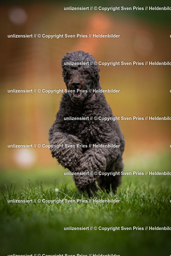 Sven Pries | 2025-04-13 - Hunderennen Baden-Baden - Realisiert mit Pictrs.com