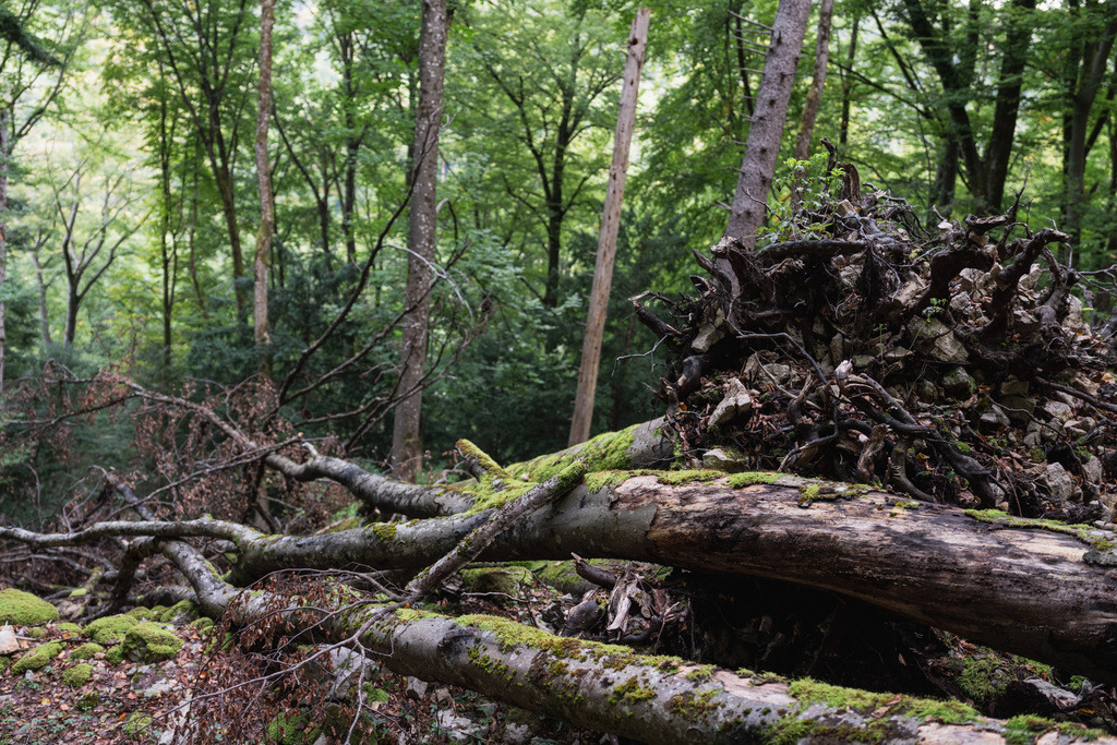 ZD250916092855 | Fotoshop von zweidimensional Fotografie. Ihr Fotograf im Aargau. Abzüge von Ihrem Fotobox Event bestellen.Abzüge von Ihrem Hochzeit bestellen.Abzüge von Ihrem Schulfotograf bestellen.