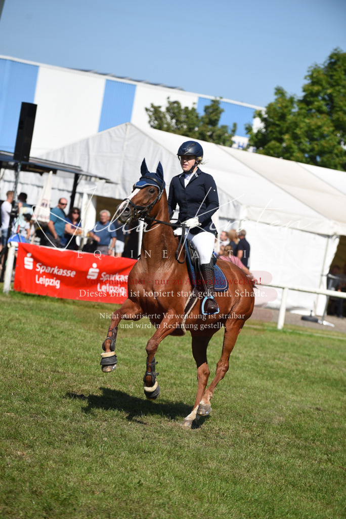 DSC_9288 | Pferde- und Turnierfotografie in Westsachsen. Pferdeportraits, Auftragszeichnungen und intuitive Kunst.