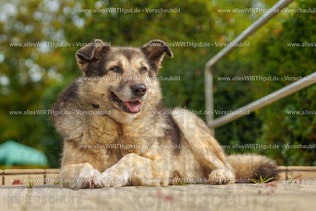 Hundeschwimmen_Grefrath_2026-allesWIRTHgut_Tierfotografie-11_33-7R503377 | Professionelle Tierfotografie in Mönchengladbach von Daniel Wirth (allesWIRTHgut). Liebevolle & natürliche Bilder von Hunden & Katzen für unvergessliche Erinnerungen.