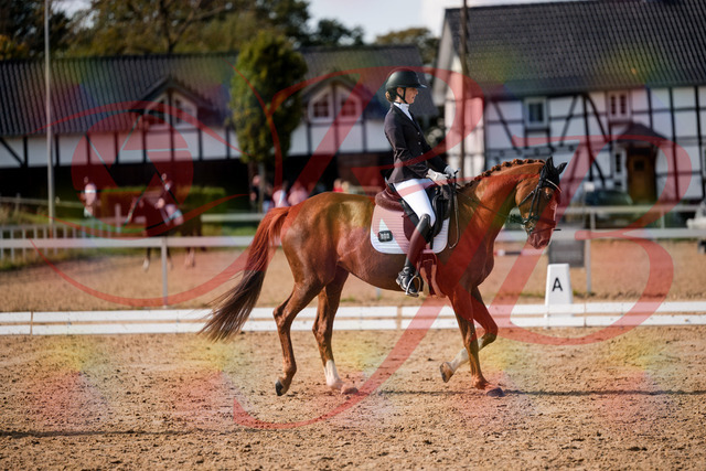 2026_10_03_Siefer-Hof_132758_Z63_87511007 | Professionelle Reitsport-, Turnier- und Eventfotografie von Robert Broda. Galerien mit ausgewählten und bearbeiteten Bildern direkt online ansehen und bestellen.