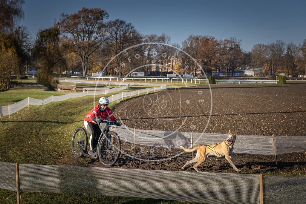 CaniXpix_DV3A1923 | Hundefotografie, Tierfotograf, Pfotenfotografie, Fotoshooting Hund, Hunde Portrait, Hundesport, Hundeportraits, Heideshooting, Hunde, Sportfotograf, Hundefotograf, Turnierhundsport, THS,  - Realisiert mit Pictrs.com