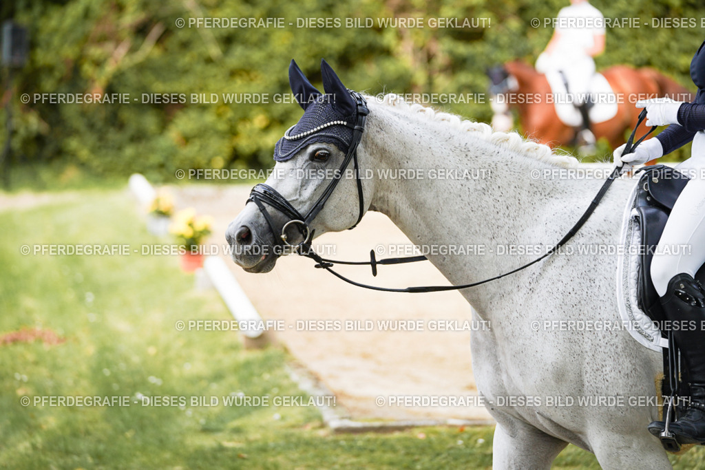 DSC01447 | Pferdegrafie