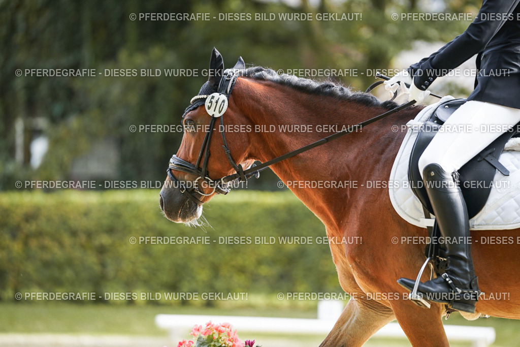 DSC04476 | Pferdegrafie