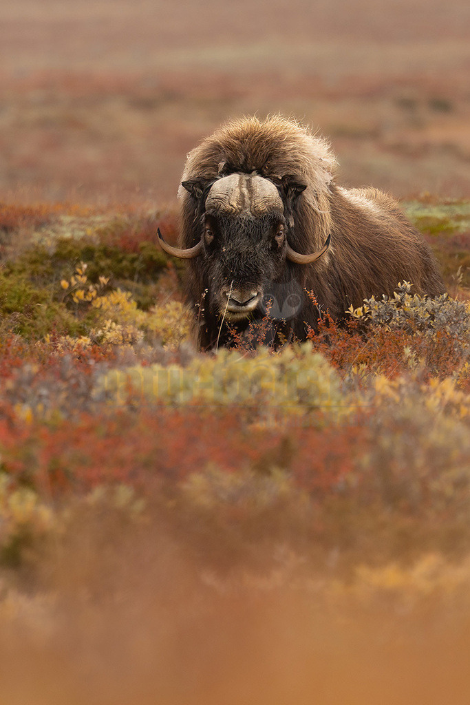 R6M34749_20260920 | Ein imposanter Moschusochse (Ovibos moschatus) ruht in der farbenprächtigen, herbstlichen Tundra. Das Tier liegt entspannt inmitten von Sträuchern und Gräsern, deren Blätter in warmen Braun-, Orange- und Gelbtönen leuchten. Moschusochsen sind grosse, zottelige Säugetiere, die für ihr extrem dichtes Fell bekannt sind, das sie vor den eisigen Temperaturen der Arktis schützt. Sie sind Pflanzenfresser und ernähren sich hauptsächlich von Gräsern, Kräutern und Sträuchern. Ihre charakteristischen Hörner sind an der Stirnplatte miteinander verwachsen und biegen sich dann nach unten und aussen. - Realisiert mit Pictrs.com