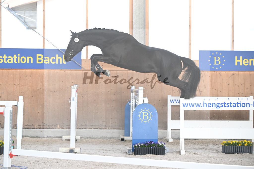 Kat-Nr. 32 Athos v. L Elu de Dun AA_Schneider_5250712 | hf-fotografie - Realisiert mit Pictrs.com