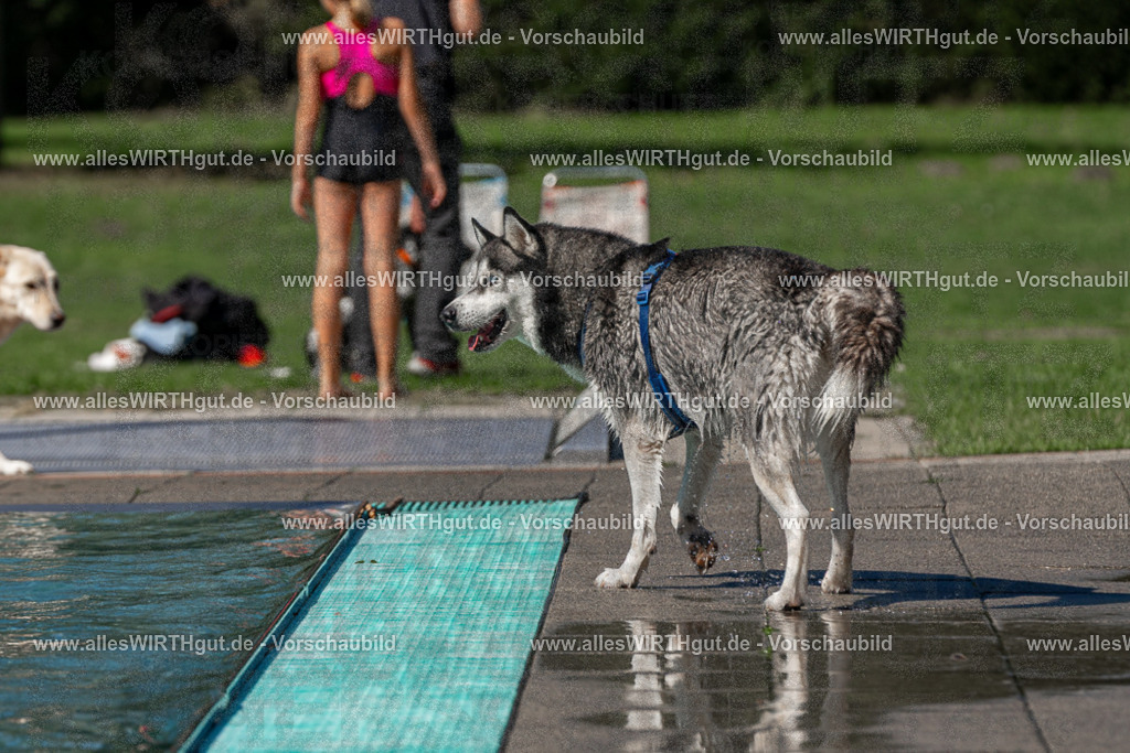 Hundeschwimmen_Volksbad_2026-allesWIRTHgut_Tierfotografie-2609061246-FAY06561 | Professionelle Tierfotografie in Mönchengladbach von Daniel Wirth (allesWIRTHgut). Liebevolle & natürliche Bilder von Hunden & Katzen für unvergessliche Erinnerungen.