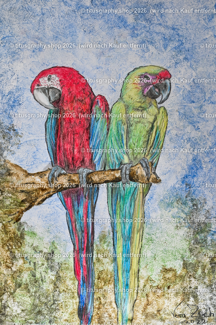 Papageien tete-á-tete | Zeichnung von Vera Zschecked exclusiv auf titusgraphy.eu - Realisiert mit Pictrs.com