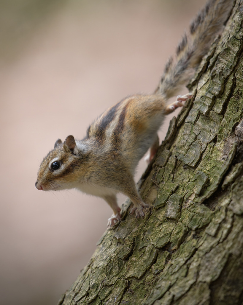 Streifenhörnchen | In manchen Parks, auch in Neuburger Gegend kann man sie mit viel Glück sehen. Leider sind es aber meistens Populationen, die sich durch einst ausgesetzte Tiere entwickelt haben. 